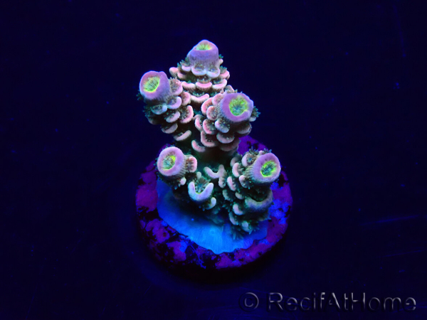 WYSIWYG Acropora tenuisMaricultuur geacclimatiseerd LED