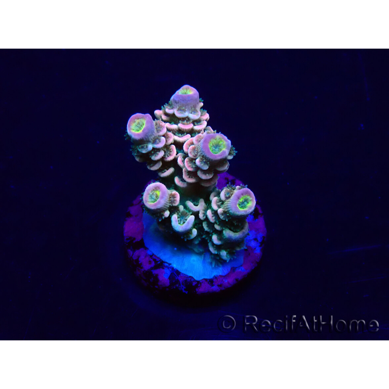 WYSIWYG Acropora tenuis 15C3 Mariculture acclimaté led
