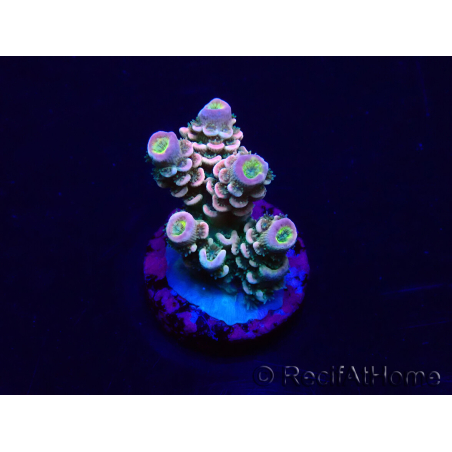 WYSIWYG Acropora Marikultur akklimatisiert LED