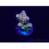 WYSIWYG Acropora tenuis Maricultura aclimatada LED