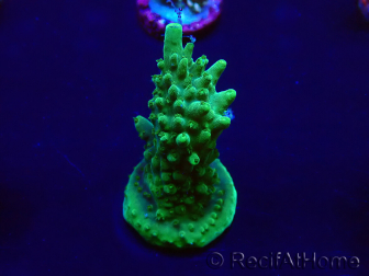 WYSIWYG Acropora 15C6 Mariculture acclimaté led
