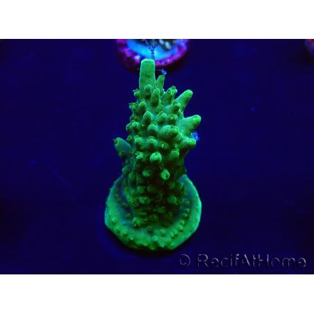 WYSIWYG Acropora Mariculture acclimated LED