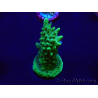 WYSIWYG Acropora 15C6 Mariculture acclimaté led