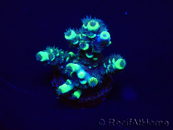 WYSIWYG Acropora tenuisMariculture acclimaté led