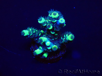 WYSIWYG Acropora tenuis 15C7 Mariculture acclimaté led