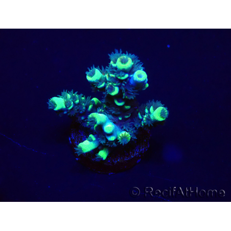 WYSIWYG Acropora tenuis Maricultura aclimatado led