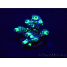WYSIWYG Acropora tenuis Maricultura aclimatado led