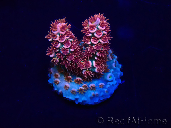 WYSIWYG Acropora akklimatisiert LED