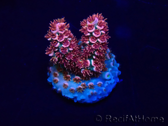 WYSIWYG Acropora tenuis 15C9 Mariculture acclimaté led
