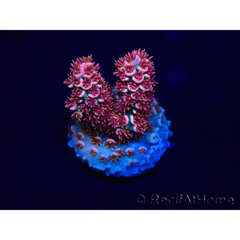 WYSIWYG Acropora aclimatada led