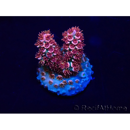 WYSIWYG Acropora tenuis 15C9 Mariculture acclimaté led