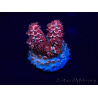 WYSIWYG Acropora aclimatada led