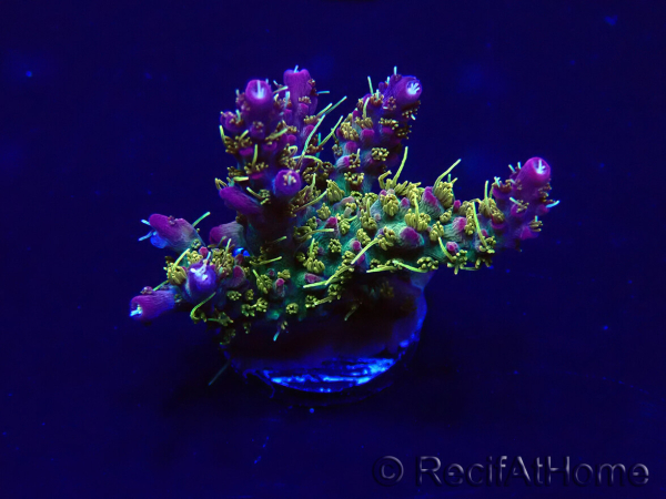 WYSIWYG Acropora Maricoltura acclimatata led