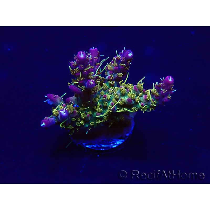 WYSIWYG Acropora Maricoltura acclimatata led