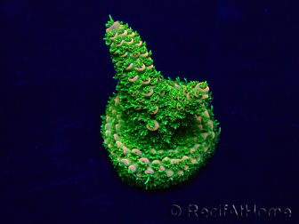 WYSIWYG Acropora Marikultur akklimatisiert LED
