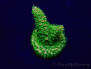 WYSIWYG Acropora Mariculture acclimated LED