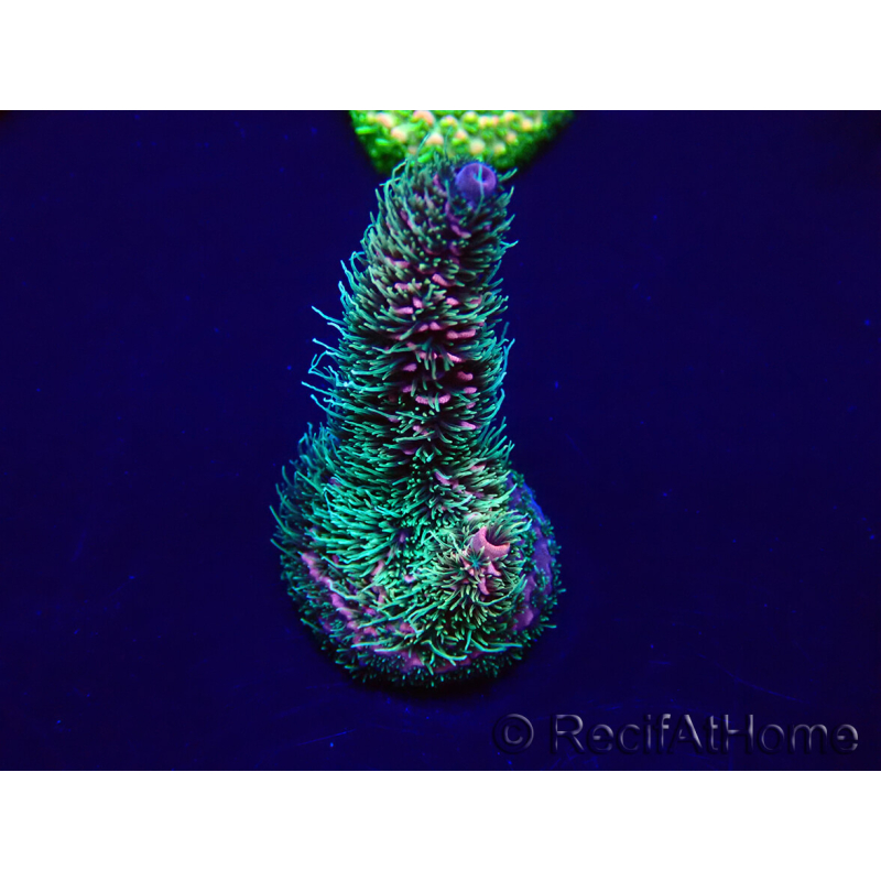 WYSIWYG Acropora millepora Mariculture acclimated LED
