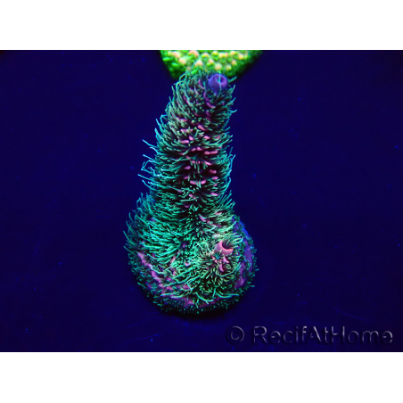WYSIWYG Acropora millepora 15D2 Mariculture acclimaté led