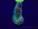 WYSIWYG Acropora millepora Maricultuur geacclimatiseerd LED