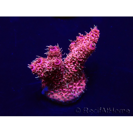 WYSIWYG Acropora millepora 15D4 Mariculture acclimaté led