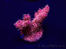 WYSIWYG Acropora millepora Maricultuur geacclimatiseerd LED