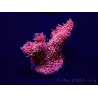 WYSIWYG Acropora millepora Mariculture acclimated LED