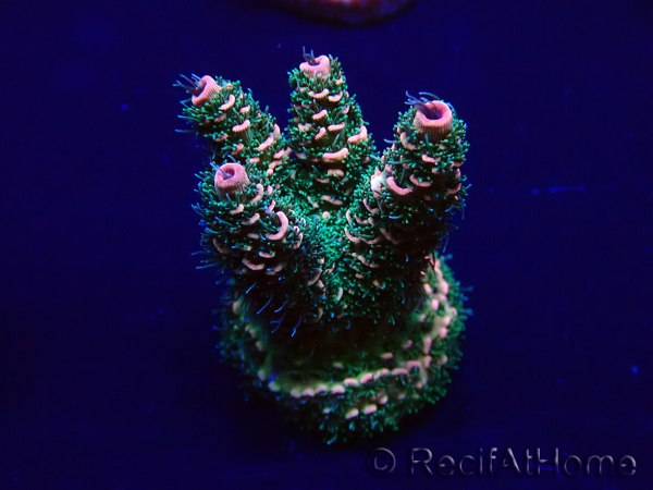 WYSIWYG Acropora Maricultuur geacclimatiseerd LED