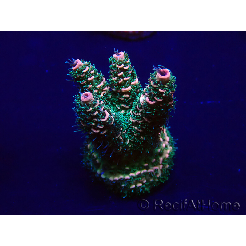 WYSIWYG Acropora Marikultur akklimatisiert LED