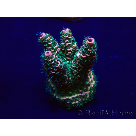 WYSIWYG Acropora Maricultura aclimatada LED