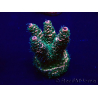 WYSIWYG Acropora Mariculture acclimated LED