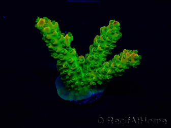 WYSIWYG Acropora 15D6 Mariculture acclimaté led