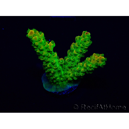 WYSIWYG AcroporaMaricultura acclimatata led