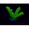 WYSIWYG Acropora Geacclimatiseerde maricultuur LED