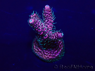 WYSIWYG Acropora millepora 15D7 Mariculture acclimaté led