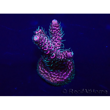 WYSIWYG Acropora acclimated LED