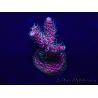 WYSIWYG Acropora aclimatada led