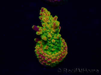 WYSIWYG Acropora 15D9 Mariculture acclimaté led