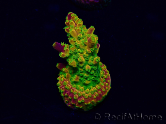 WYSIWYG Acropora Geacclimatiseerde maricultuur LED
