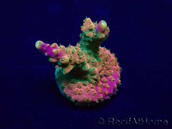 WYSIWYG Acropora Maricoltura acclimatata a LED