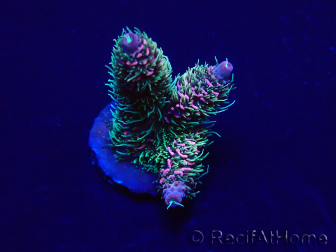 WYSIWYG Acropora millepora 15E1 Mariculture acclimaté led