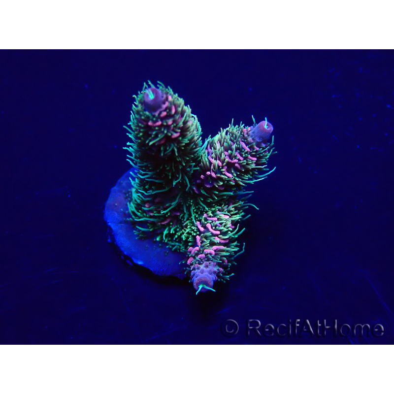 WYSIWYG Acropora aclimatado led