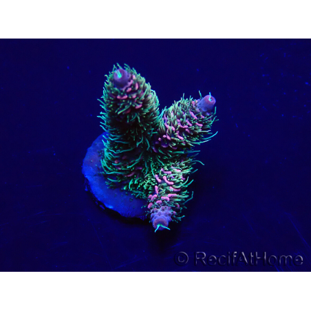WYSIWYG Acropora akklimatisiert LED