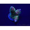 WYSIWYG Acropora millepora 15E1 Mariculture acclimaté led