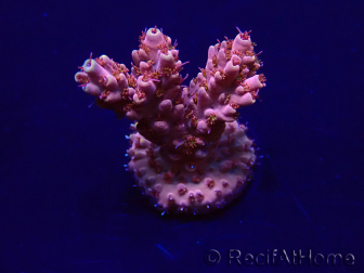 WYSIWYG Acropora 15E2 Mariculture acclimaté led