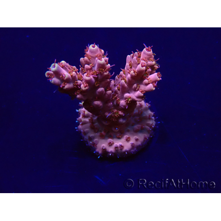 WYSIWYG Acropora 15E2 Mariculture acclimaté led