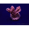 WYSIWYG Acropora Marikultur akklimatisiert LED