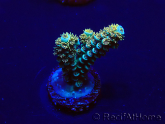 WYSIWYG Acropora tenuis 15E3 Mariculture acclimaté led