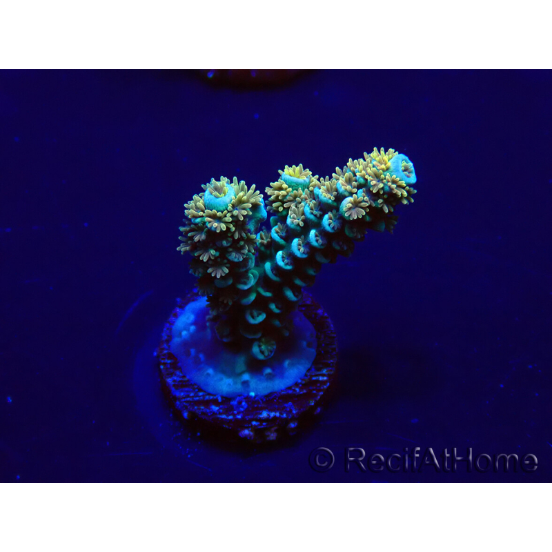WYSIWYG Acropora tenuis 15E3 Mariculture acclimaté led