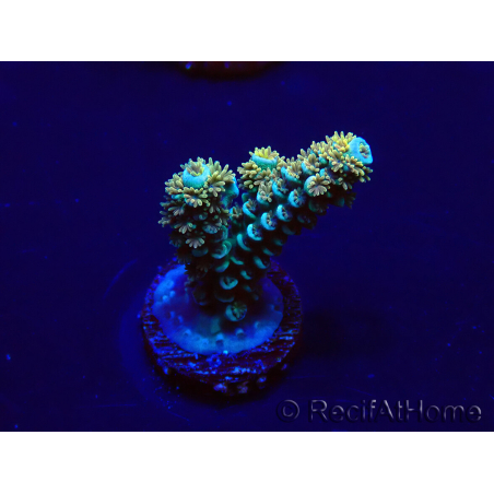WYSIWYG Acropora Marikultur akklimatisiert LED