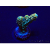 WYSIWYG Acropora tenuis 15E3 Mariculture acclimaté led